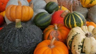 Balkabağı hasadı. Tahta kutularda çok sayıda balkabağı var. Farklı kabak türlerinin yakın görüntüsü. Sonbahar Cadılar Bayramı hazırlığı.