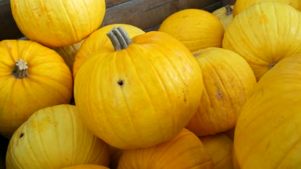 Pumpkin Harvest Huge Number Various Pumpkins Field Autumn Rays Setting — Stock Video