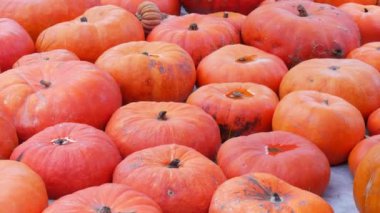 Balkabağı hasadı. Batan güneşin sonbahar ışınlarında sahada çok sayıda çok sayıda balkabağı var. Farklı şekil ve boyutlarda kırmızı ya da turuncu kabaklar. Cadılar Bayramı hazırlığı.