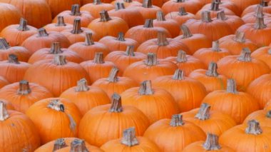 Balkabağı hasadı. Batan güneşin sonbahar ışınlarında sahada çok sayıda çok sayıda balkabağı var. Farklı şekil ve boyutlarda kırmızı ya da turuncu kabaklar. Cadılar Bayramı hazırlığı.