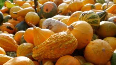 Balkabağı hasadı. Tahta kutularda çok sayıda balkabağı var. Sonbahar güneşinin ılık günbatımında çeşitli şekillerde renkler ve boyutlarda balkabakları. Sonbahar Cadılar Bayramı hazırlığı.