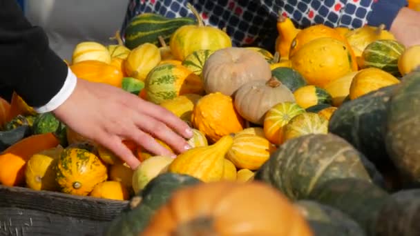 Zbiory Dyń Ogromna Liczba Różnych Dyń Drewnianych Pudełkach Różne Rodzaje — Wideo stockowe