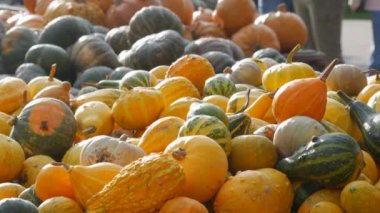 Balkabağı hasadı. Tahta kutularda çok sayıda balkabağı var. Farklı türde balkabakları. Açık hava fuarının tezgahında balkabakları. Alıcılar bir ürün seçer. Sonbahar Cadılar Bayramı hazırlığı.