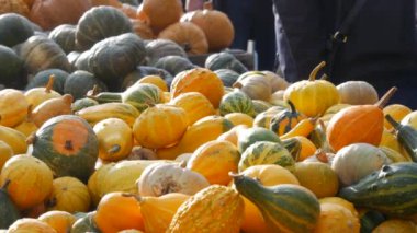 Balkabağı hasadı. Tahta kutularda çok sayıda balkabağı var. Farklı türde balkabakları. Açık hava fuarının tezgahında balkabakları. Alıcılar bir ürün seçer. Sonbahar Cadılar Bayramı hazırlığı.