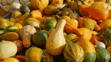 Balkabağı hasadı. Tahta kutularda çok sayıda balkabağı var. Sonbahar güneşinin ılık günbatımında çeşitli şekillerde renkler ve boyutlarda balkabakları. Sonbahar Cadılar Bayramı hazırlığı.