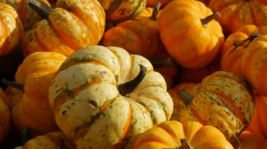 Balkabağı hasadı. Batan güneşin sonbahar ışınlarında sahada çok sayıda çeşitli balkabağı var. Çeşitli şekil ve boyutlarda sarı balkabakları. Cadılar Bayramı hazırlığı.