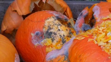 Çürümüş balkabakları, küfler, mideler, çürümüş balkabağı parçaları. Yiyecek atıklarıyla dolu bir çöp kutusu..