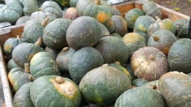 Balkabağı hasadı. Tahta kutularda çok sayıda balkabağı var. Çeşitli şekil ve boyutlarda yeşil yuvarlak balkabakları. Sonbahar Cadılar Bayramı hazırlığı.