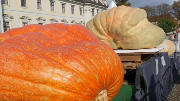 Ludwigsburg Alemanha Outubro 2022 Exposição Colheita Vários Tipos Abóboras Maiores — Vídeo de Stock