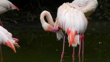 Bir flamingo sürüsü hayvanat bahçesindeki gölde duruyor. Flamingolar tüylerini temizliyor..