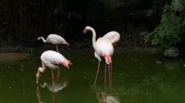 Bir flamingo sürüsü hayvanat bahçesindeki gölde duruyor. Flamingolar tüylerini temizliyor..