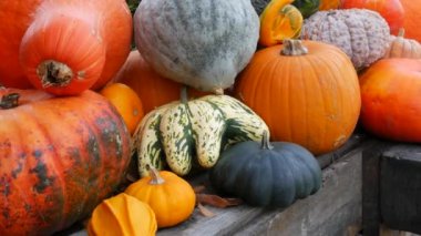 Balkabağı hasadı. Tahta kutularda çok sayıda balkabağı var. Farklı kabak türlerinin yakın görüntüsü. Sonbahar Cadılar Bayramı hazırlığı.