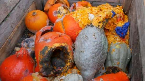 Verkocht Verschillende Pompoenen Schimmel Muggen Rotten Stukken Pompoen Gewas Vuilnisbak — Stockvideo