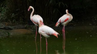 Bir flamingo sürüsü hayvanat bahçesindeki gölde duruyor. Flamingolar tüylerini temizliyor..