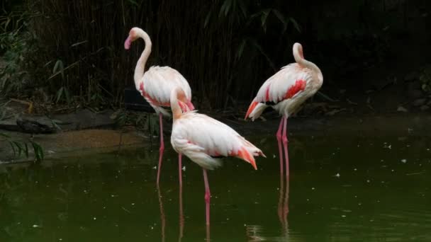 动物园的湖上站着一群火烈鸟 火烈鸟在清理它们的羽毛 — 图库视频影像