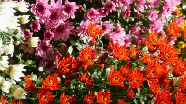 Malebný Festival Podzimních Chryzantémat Parku Různé Kvetoucí Květiny Oranžové Žluté — Stock video