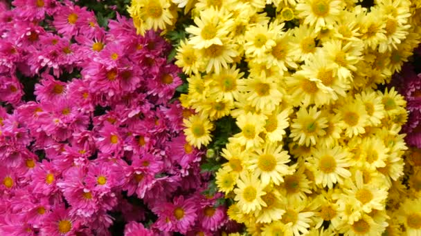 Festival Pitoresco Crisântemos Outono Parque Várias Flores Florescendo Amarelo Rosa — Vídeo de Stock