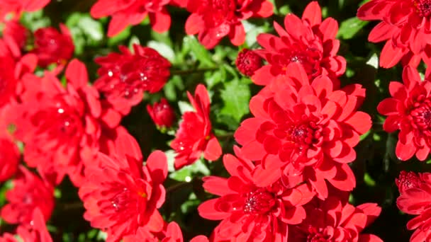 Malebný Festival Podzimních Chryzantémat Parku Různé Kvetoucí Květiny Červené — Stock video