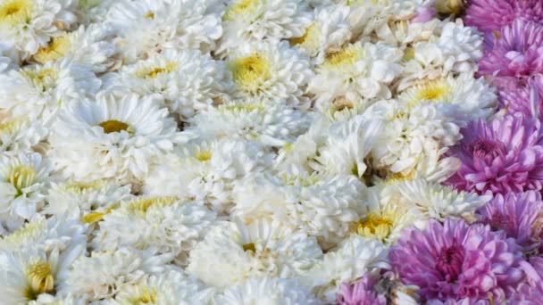 Malebný Festival Podzimních Chryzantémat Parku Různé Kvetoucí Květiny Bílé Fialové — Stock video