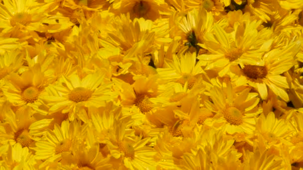 公園内の秋の菊の絵のような祭り 黄色の花々 — ストック動画