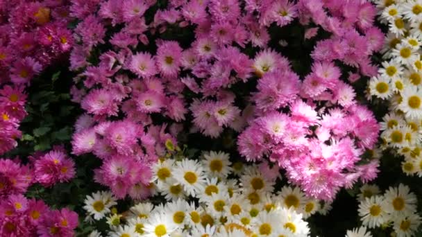 Malebný Festival Podzimních Chryzantémat Parku Různé Kvetoucí Květiny Bílé Růžové — Stock video