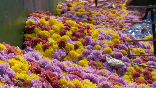 Malebný Festival Podzimních Chryzantémat Parku Různé Kvetoucí Květy Žluté Červené — Stock video