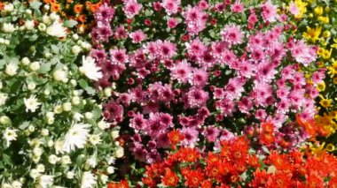 Parkta sonbahar kasımpatılarının resmi bir festivali. Turuncu, beyaz, pembe, çeşitli çiçekler..