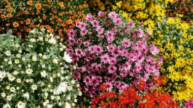 Parkta sonbahar kasımpatılarının resmi bir festivali. Turuncu, beyaz, pembe, çeşitli çiçekler..