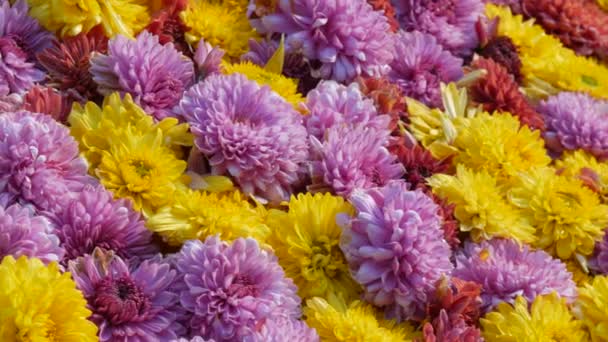 Malebný Festival Podzimních Chryzantémat Parku Různé Kvetoucí Květy Žluté Červené — Stock video
