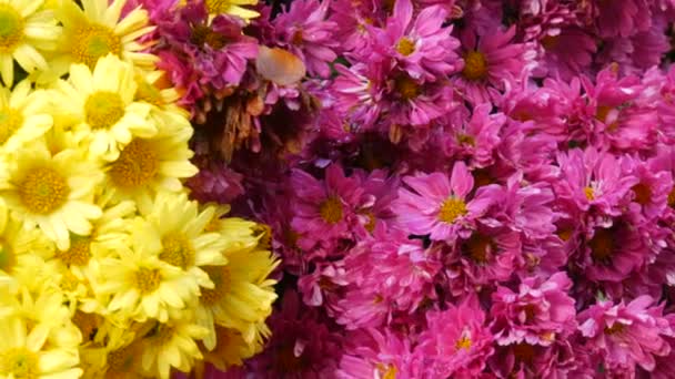 Malebný Festival Podzimních Chryzantémat Parku Různé Kvetoucí Květy Žluté Růžové — Stock video