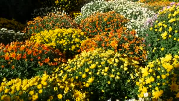 Malebný Festival Podzimních Chryzantémat Parku Různé Kvetoucí Květiny Oranžové Žluté — Stock video