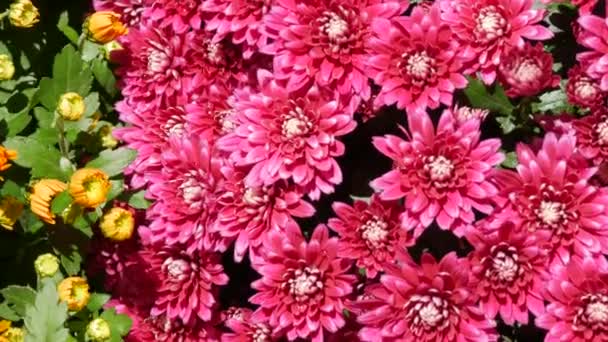 Malebný Festival Podzimních Chryzantémat Parku Různé Kvetoucí Květiny Růžové — Stock video