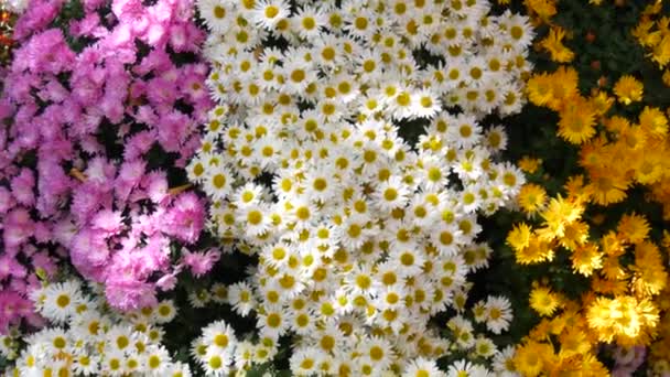 Picturesque Festival Autumn Chrysanthemums Park Various Blooming Flowers Orange Yellow — Stock Video