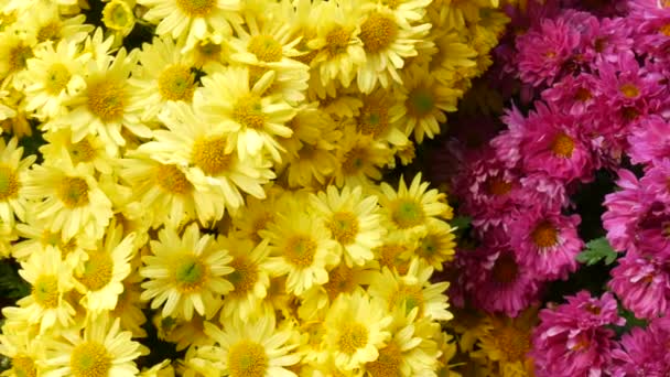 Malebný Festival Podzimních Chryzantémat Parku Různé Kvetoucí Květy Žluté Růžové — Stock video