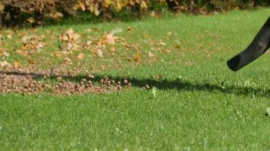 Bir hademe yeşil çimlerden kestane ve düşen yaprakları özel bir elektrikli süpürgeyle temizler..