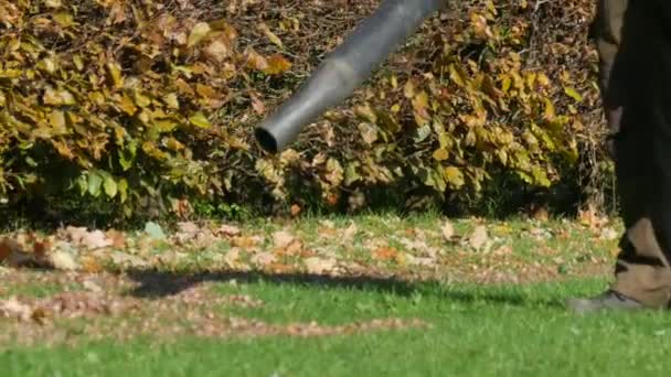 Vaktmästare Tar Bort Kastanjer Och Fallna Blad Från Grön Gräsmatta — Stockvideo