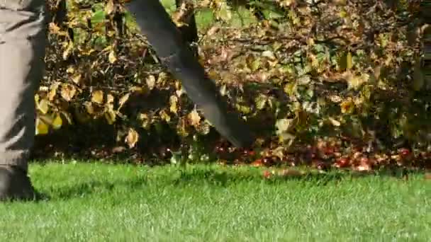 掃除機付きの専用屋外掃除機付きの緑の芝生から栗や落ちた葉を削除します — ストック動画