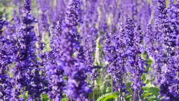 美丽的景色 田野里的紫色薰衣草 在阳光下绽放 — 图库视频影像