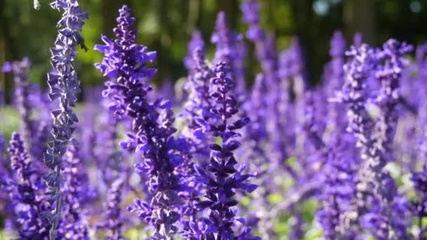 Prachtig Uitzicht Bloeiende Paarse Lavendel Het Veld Stralen Van Zon — Stockvideo