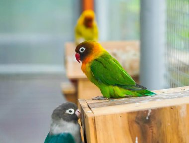 Mavi ve yeşil muhabbet kuşu papağanları seçici bir odak noktasında bir ağaç dalında yan yana otururlar.