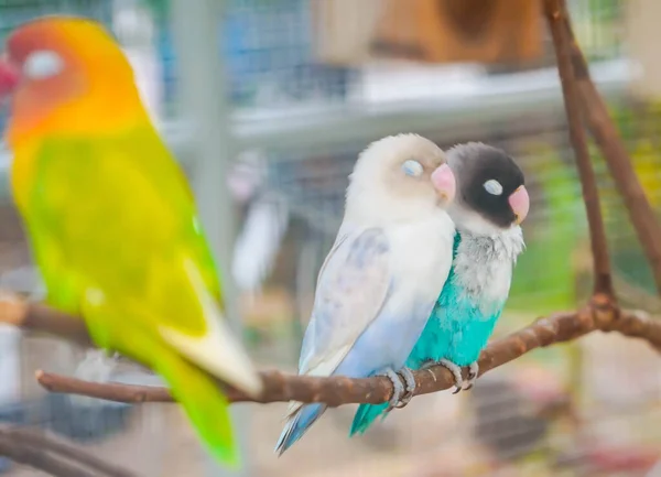 Blue and green Lovebird parrots sitting together on a tree branch in selective focus