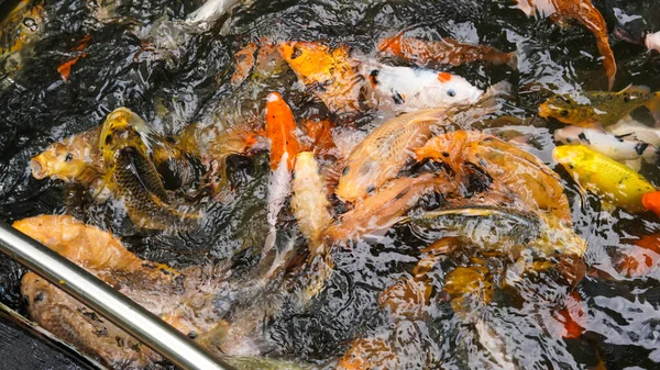 Fütterung Vieler Koi Fische Hand Den Großen Fischteichen — Stockfoto