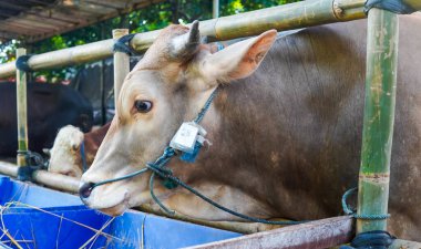 Kurban hazırlamak için hayvan pazarlarında sığırlar ve inekler (sapi).