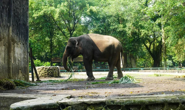 The Sumatran elephant is one of three recognized subspecies of the Asian elephant, and native to the Indonesian island of Sumatra