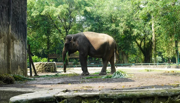 The Sumatran elephant is one of three recognized subspecies of the Asian elephant, and native to the Indonesian island of Sumatra