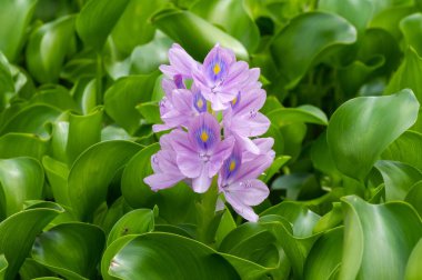 Eceng gondok, Su sümbülü çiçekleri (Eichhornia crassipes), su çiçeği