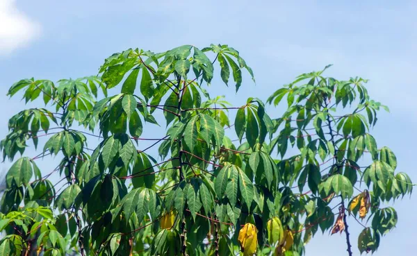 緑のキャッサバの葉 Manihot Esculenta 一般にキャッサバ マニオック 英語版 またはユカ 英語版 と呼ばれ 浅い焦点になる — ストック写真