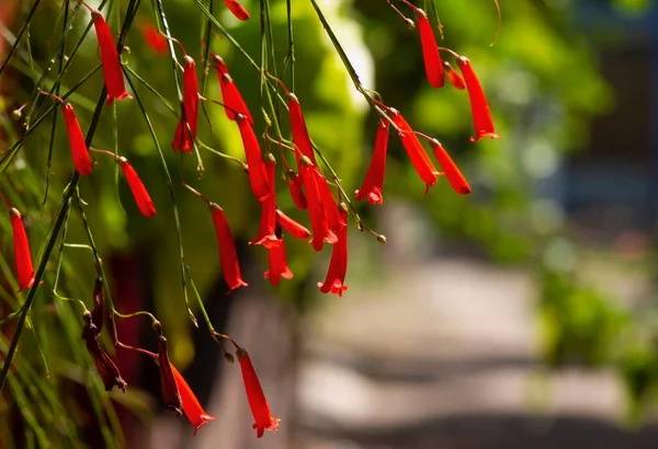 Flores Fogo Artifício Vermelho Russelia Equisetiformis Jardim — Fotografia de Stock