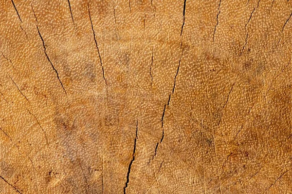 Die Oberfläche Eines Alten Rissigen Holzes Für Den Natürlichen Hintergrund — Stockfoto
