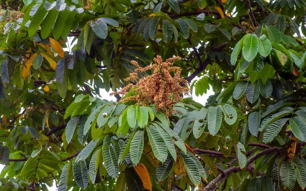 Bloemen Van Matoa Plant Pometia Pinnata Inheemse Vruchten Uit Papoea — Stockfoto